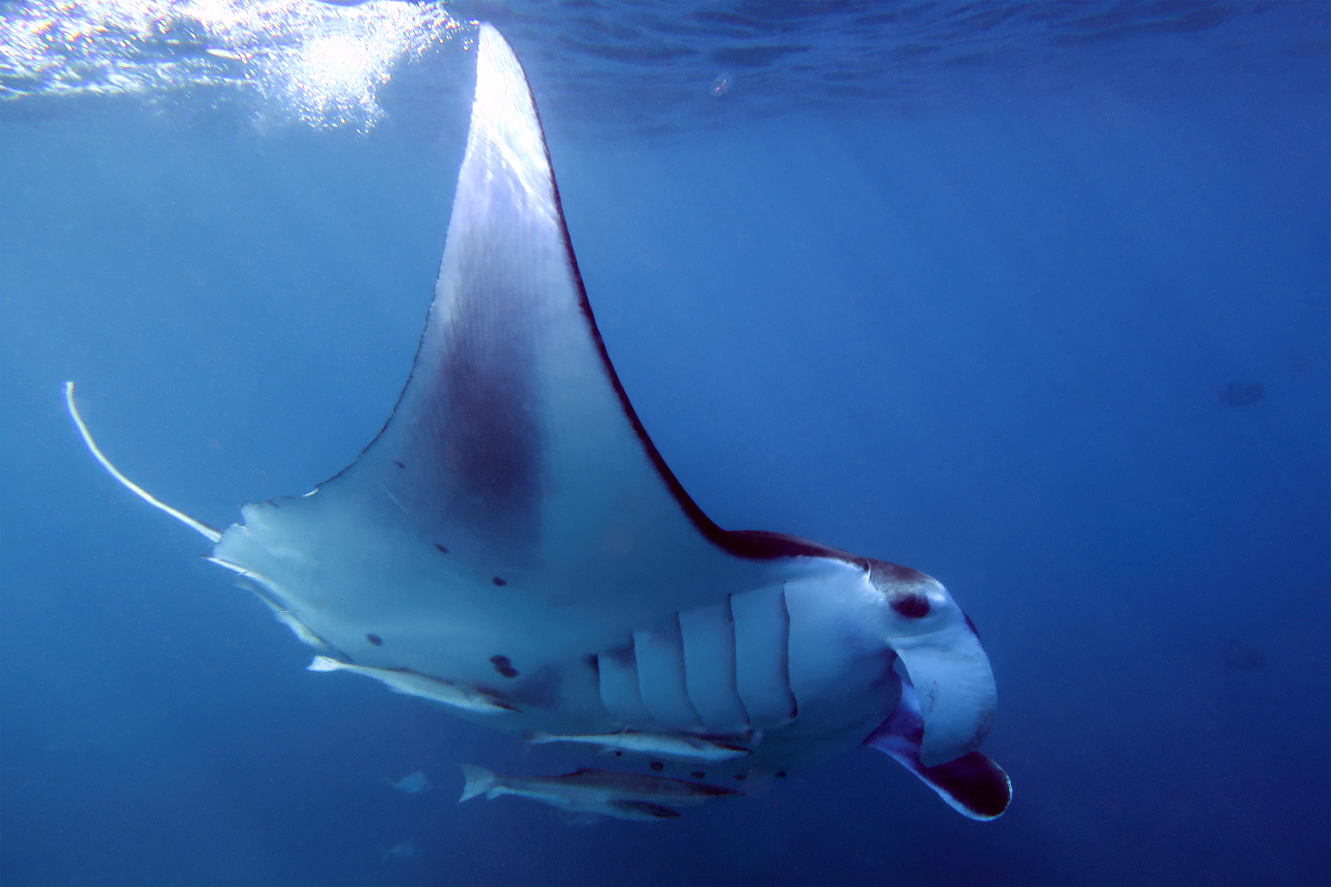 Riffmanta