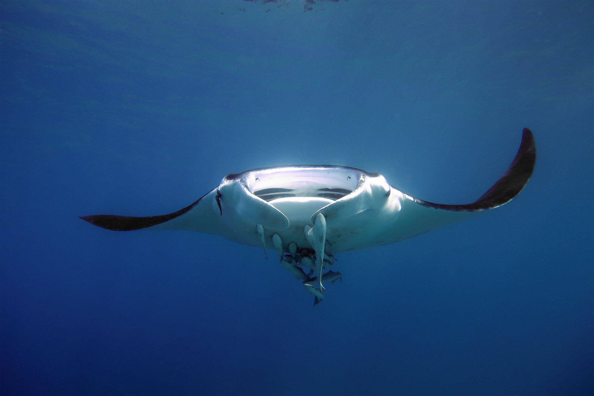 Riffmanta