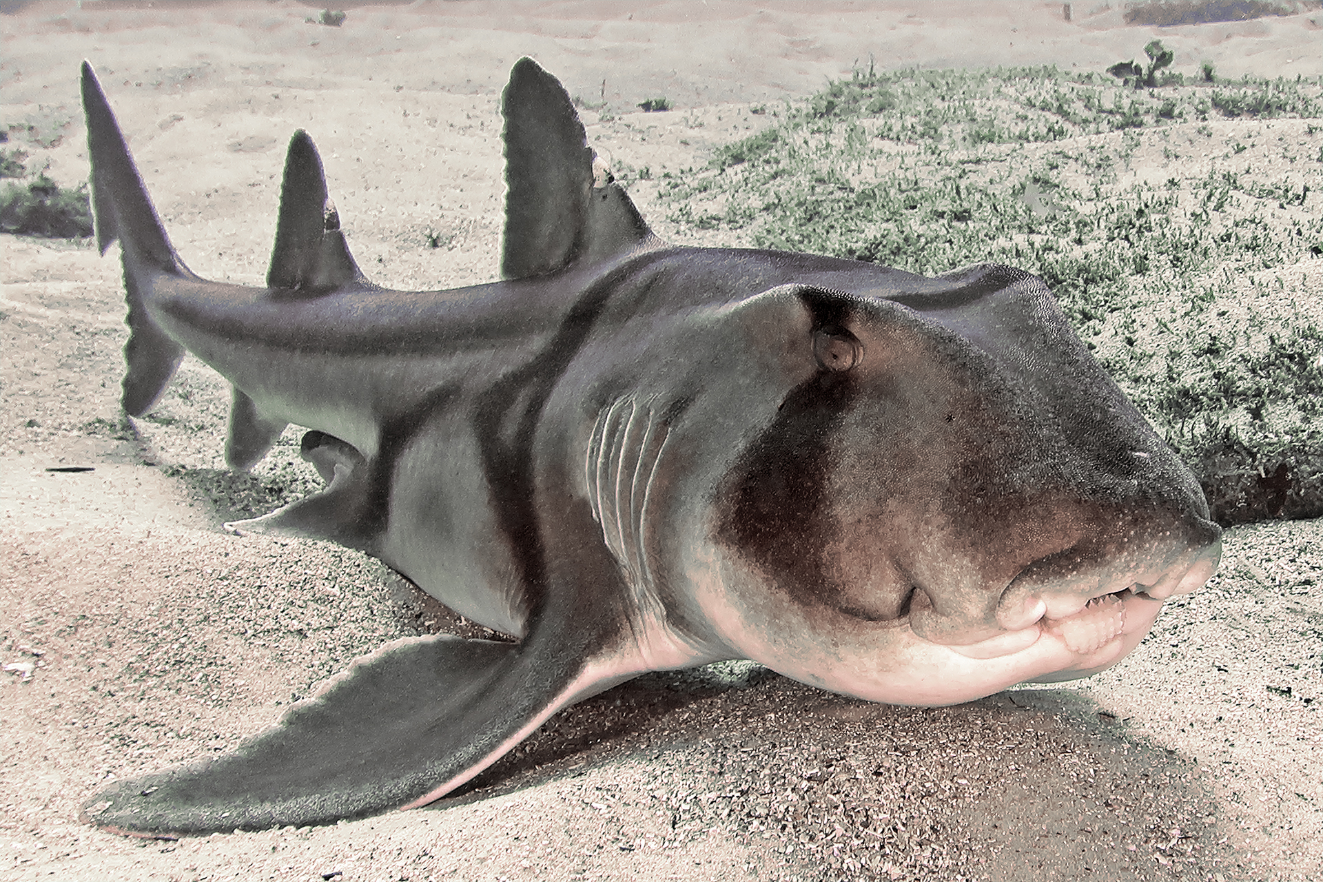Port-Jackson-Stierkopfhai