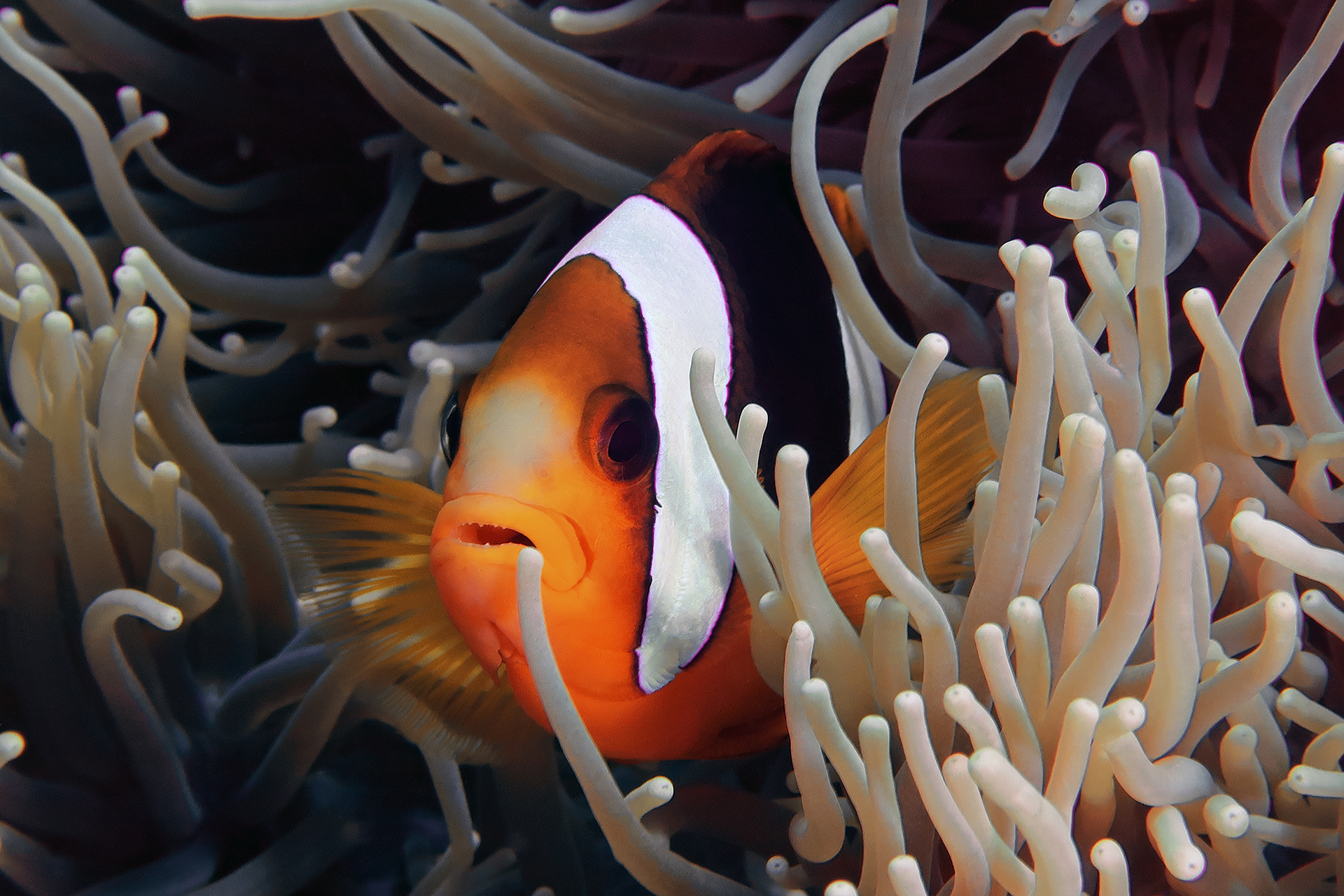 Orangeflossen-Anemonenfisch