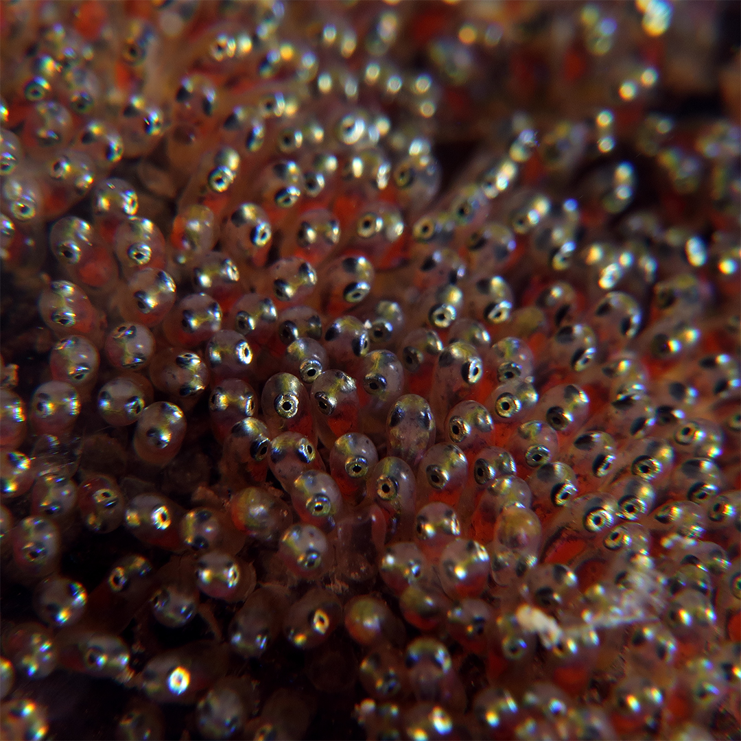 Orangeflossen-Anemonenfische