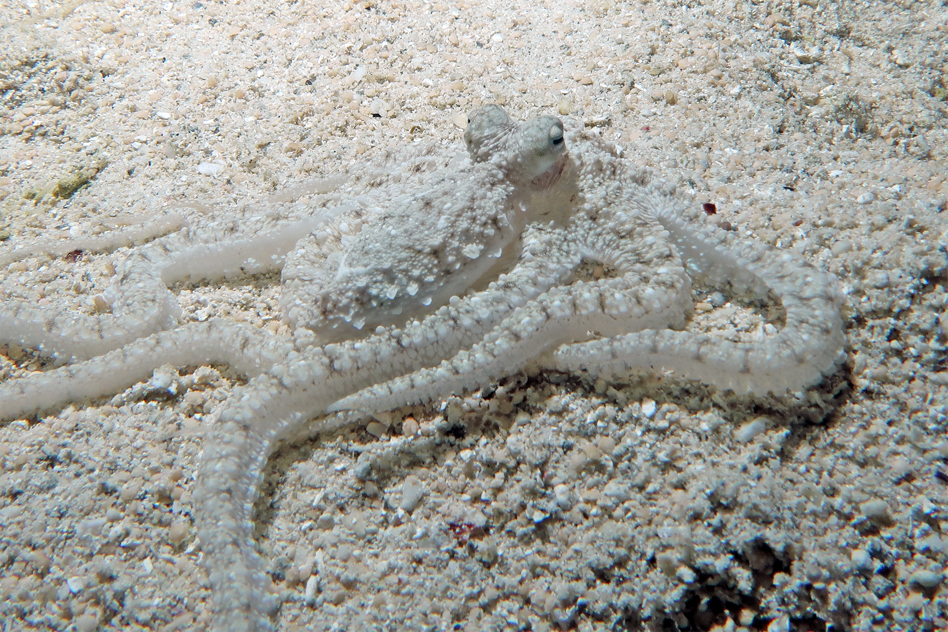 Weisses-V Oktopus