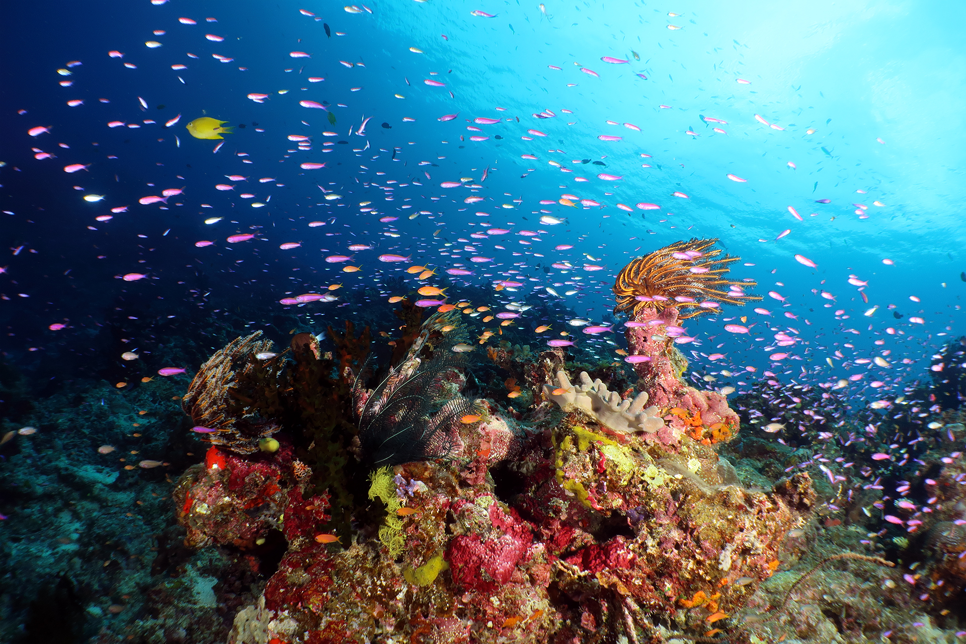 Rainbow Reef Rainbow Reef