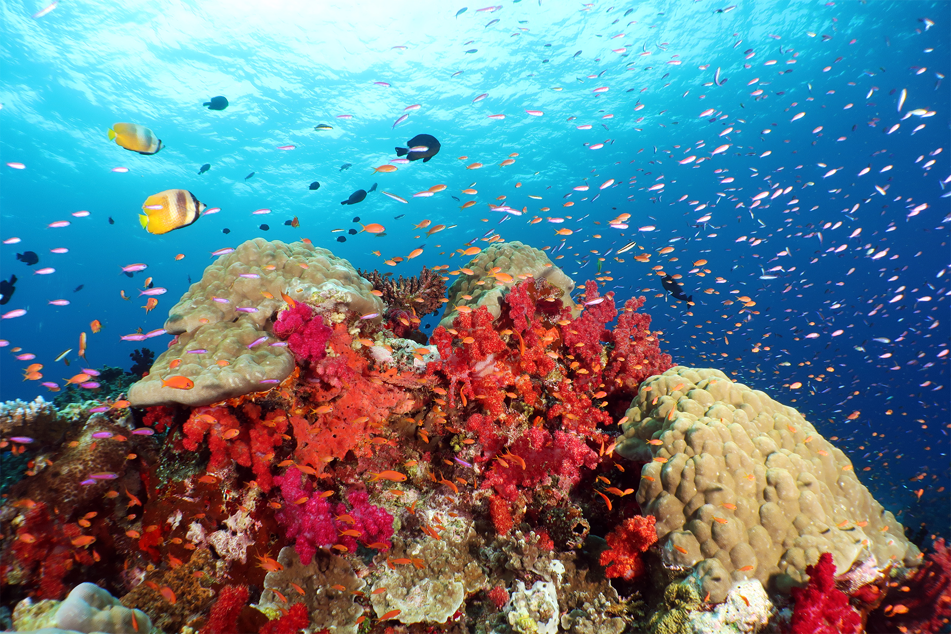 Rainbow Reef Rainbow Reef