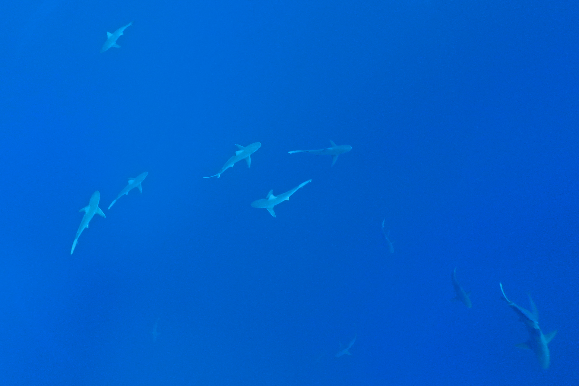 Sandbank- und Galapagoshaie Sandbank- und Galapagoshaie