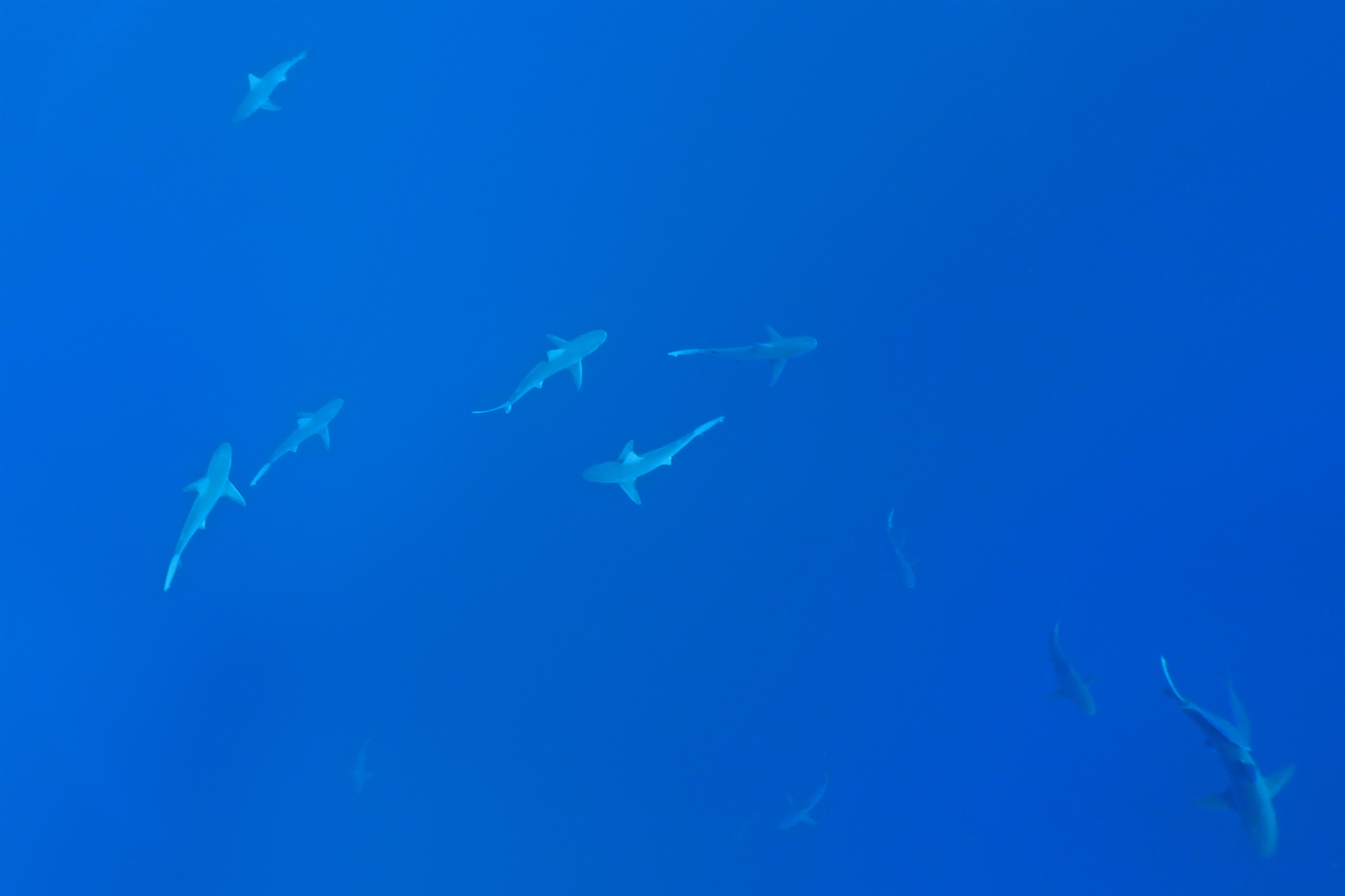 Sandbank- und Galapagoshaie