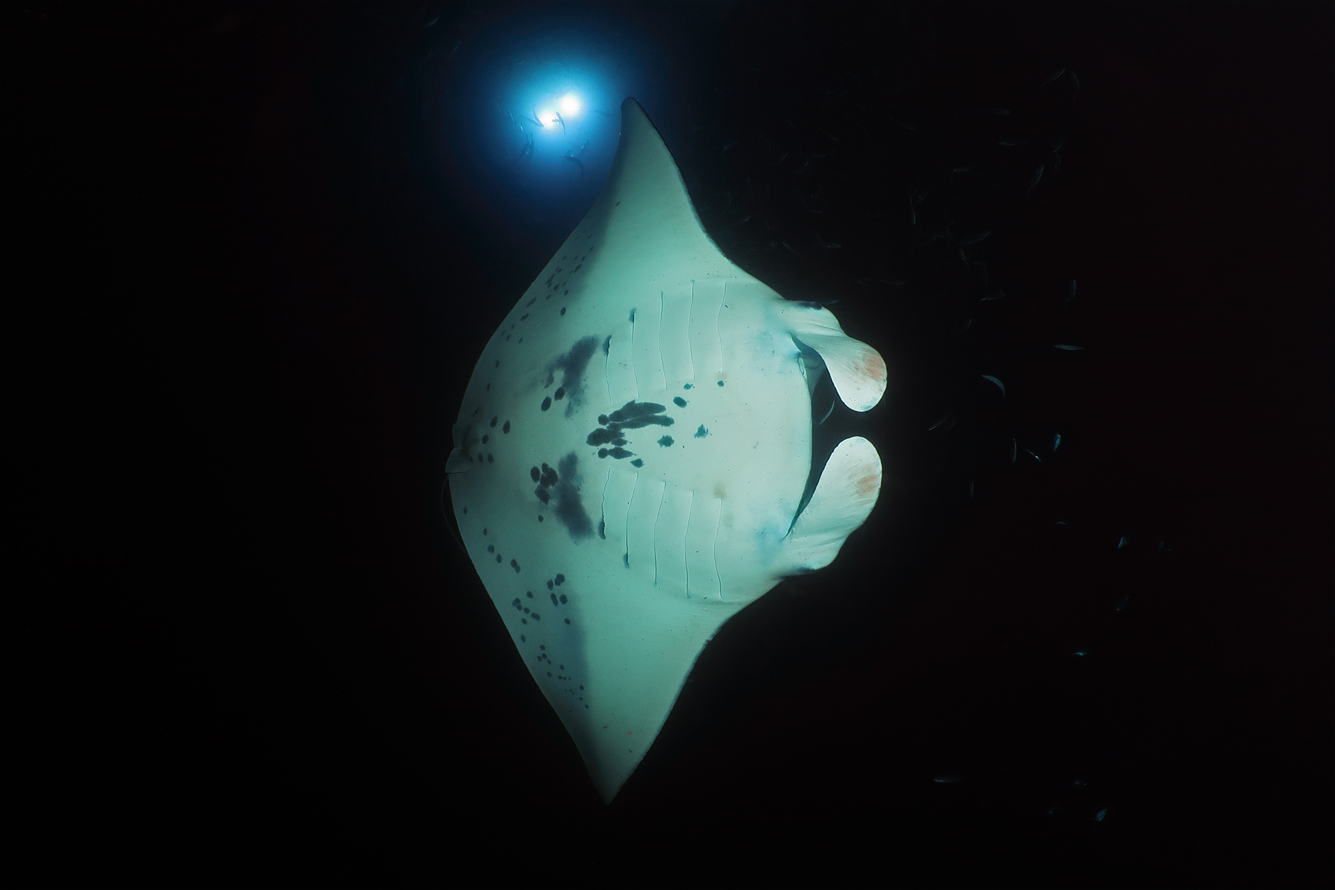Riffmanta Riffmanta