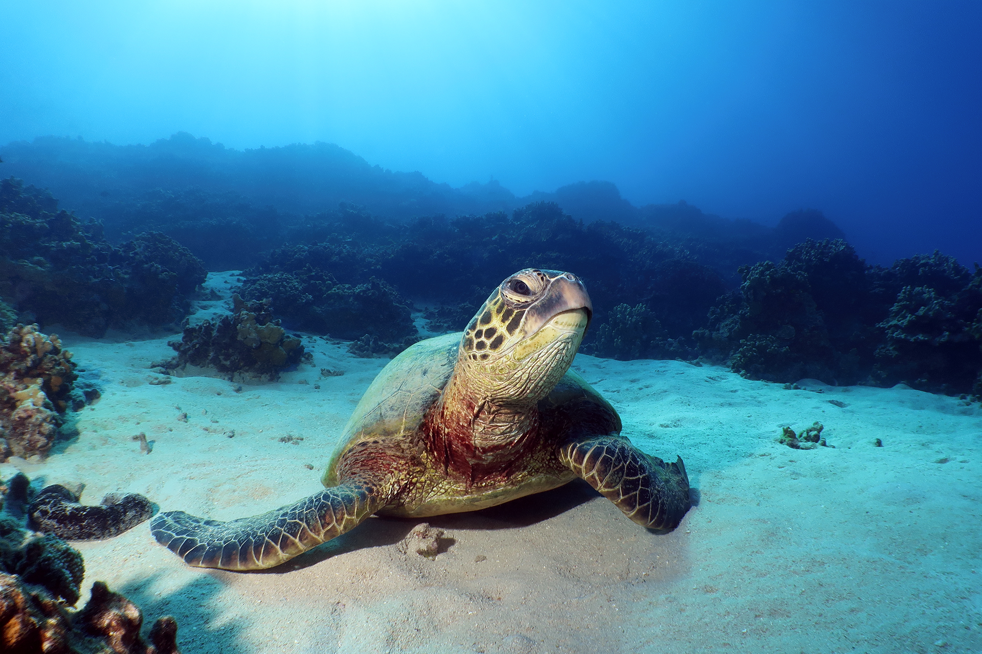 Suppenschildkröte Suppenschildkröte