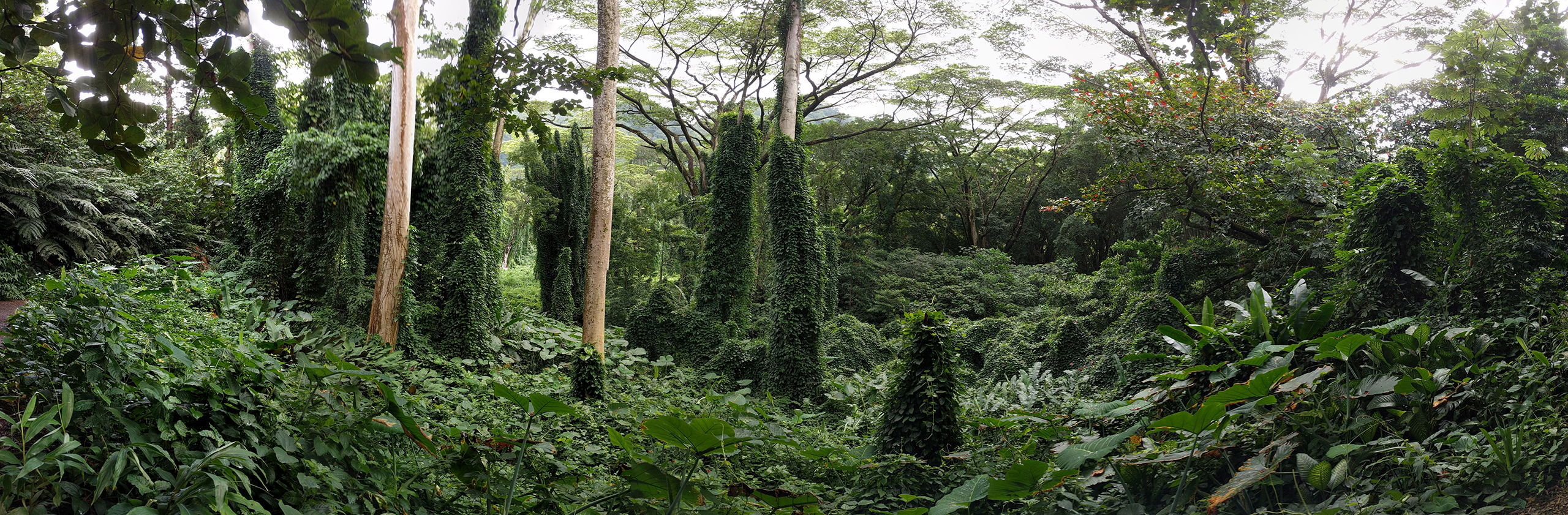 Manoa Falls Trail