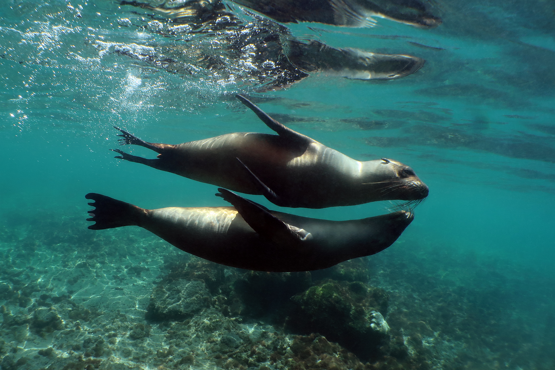 Galapagos-Seelöwen Galapagos-Seelöwen
