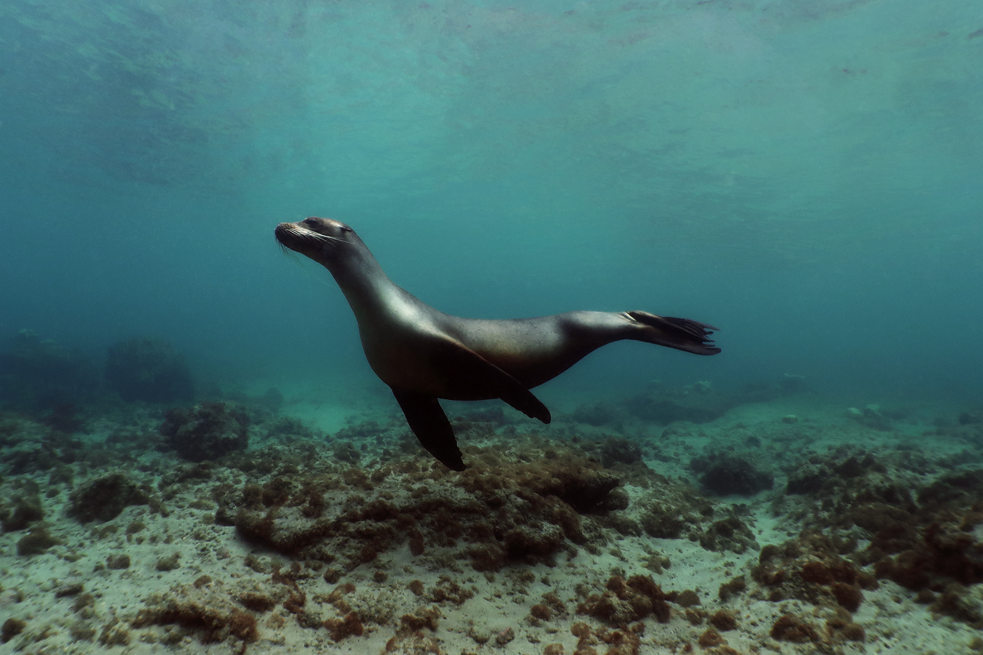 Galapagos-Seelöwe