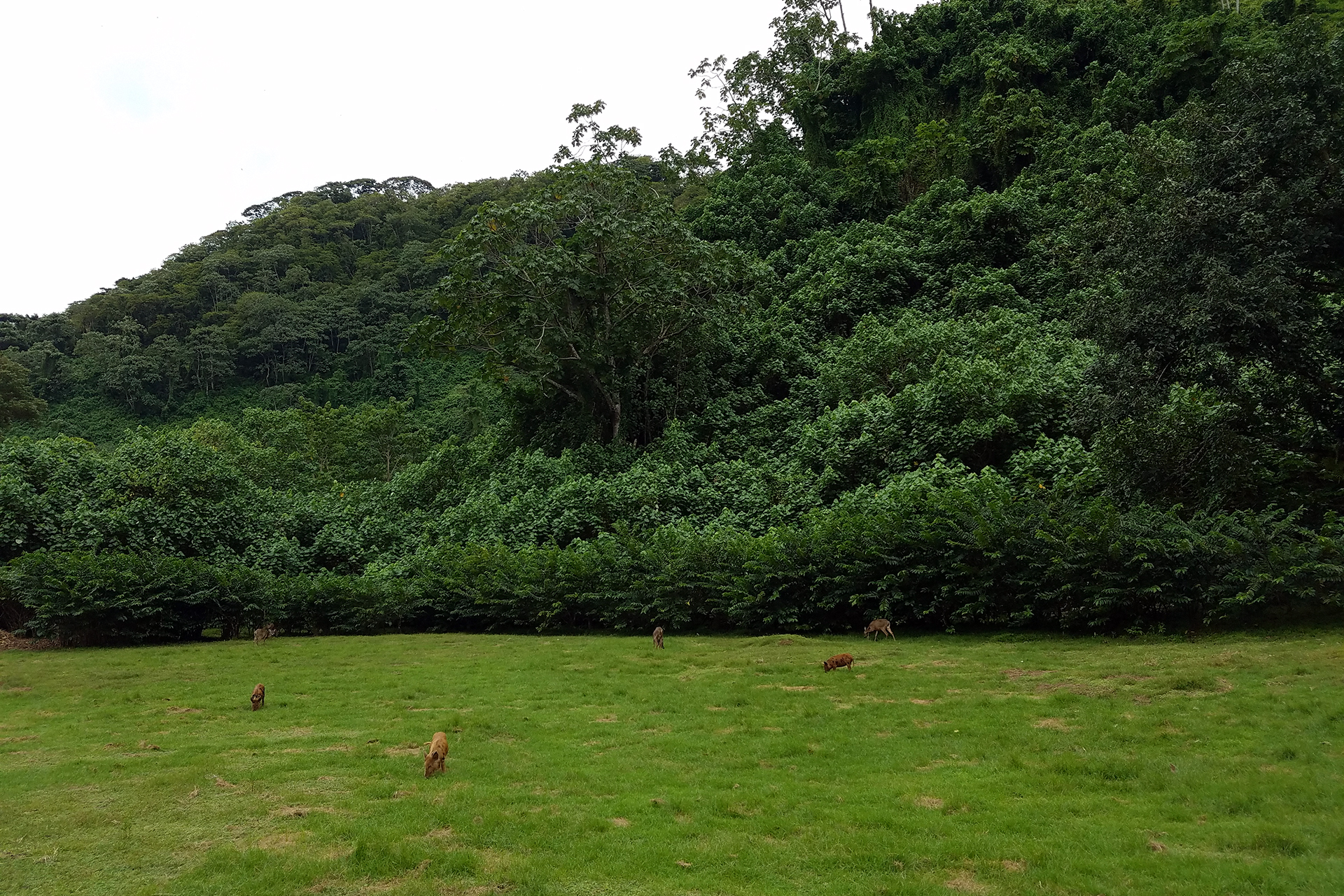Wildschweine und Wild auf Cocos Island Wildschweine und Wild auf Cocos Island