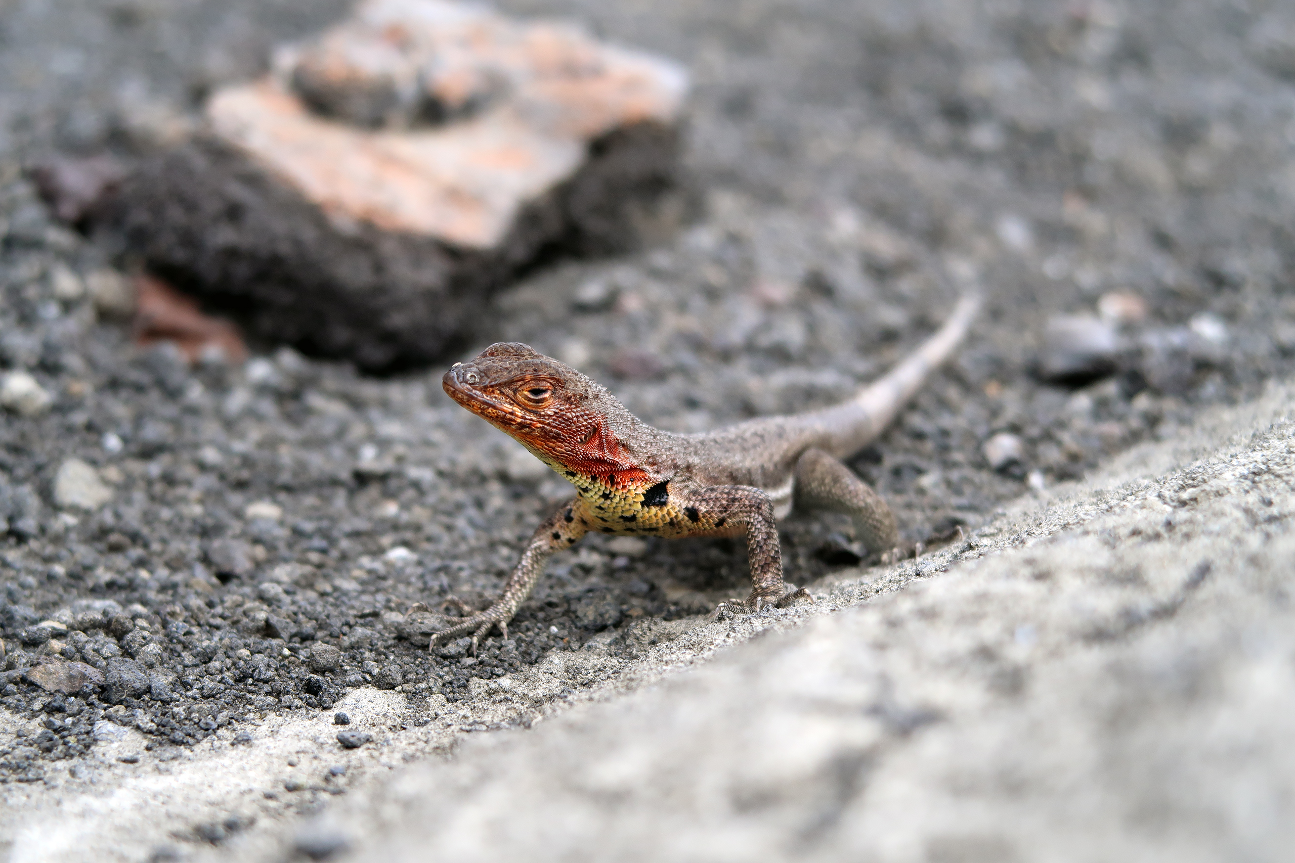 Galapagos-Lavaechse