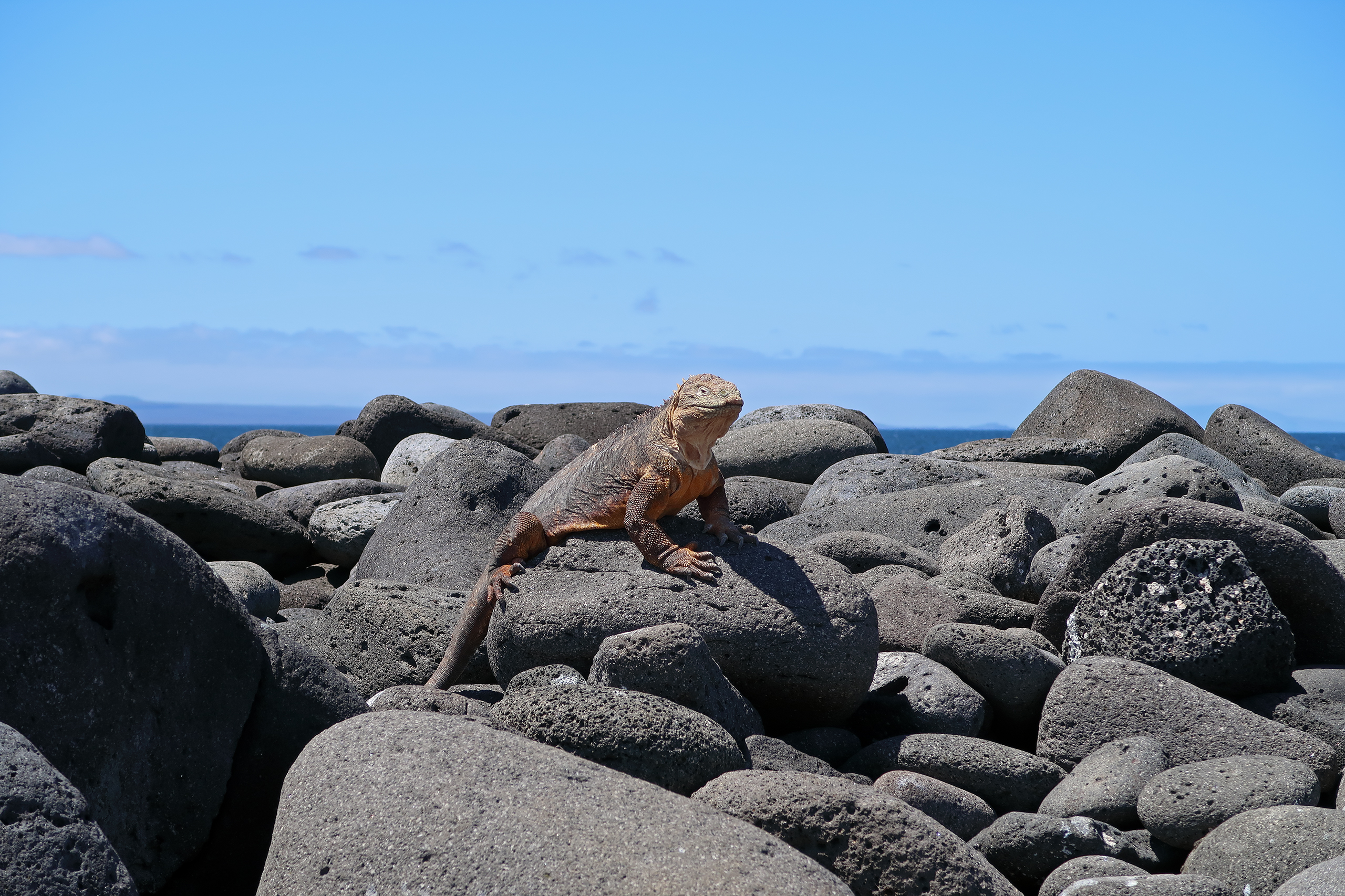 Galapagos-Landleguan