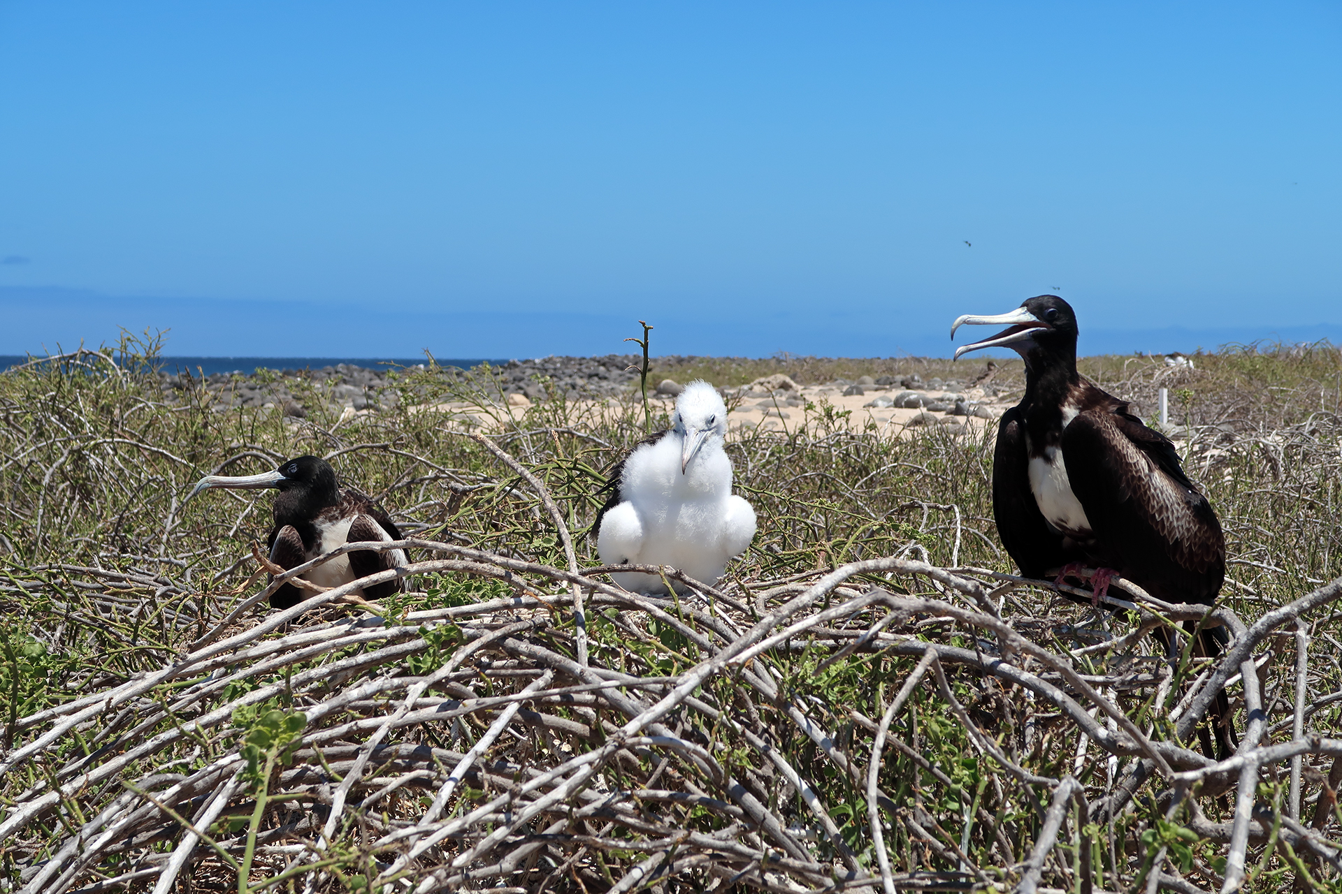 Fregattvögel Fregattvögel