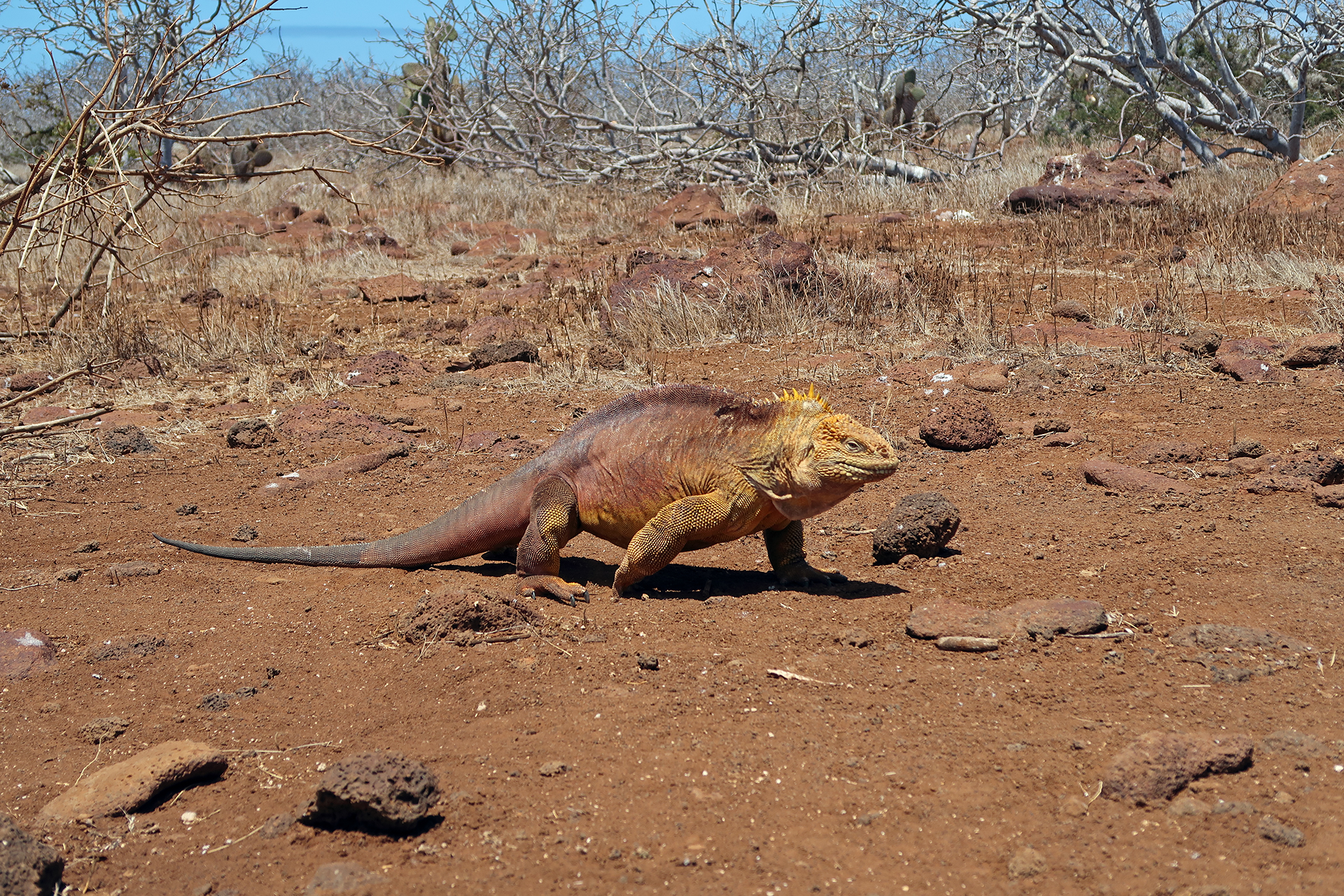 Galapagos-Landleguan Galapagos-Landleguan