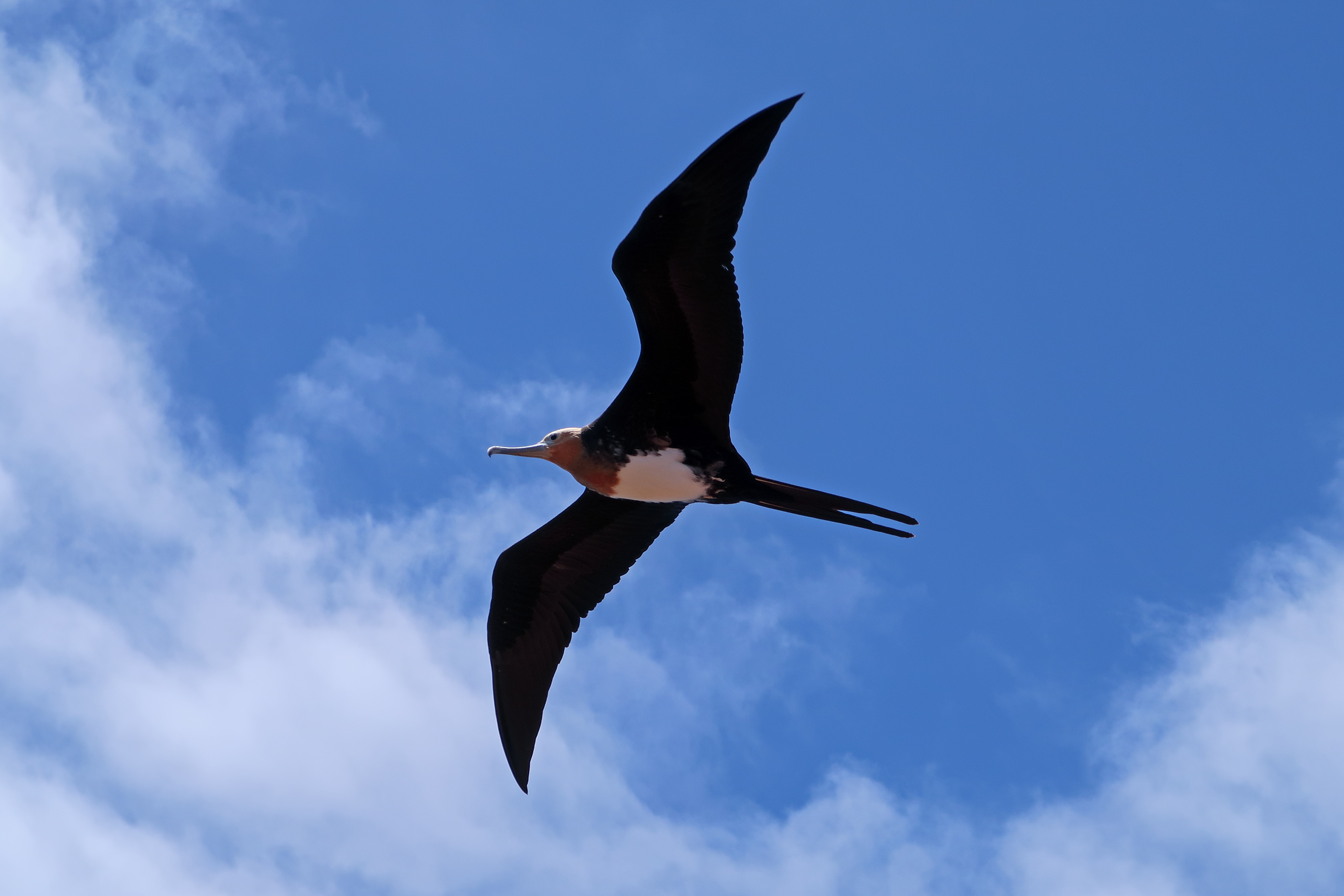 Fregattvogel Fregattvogel
