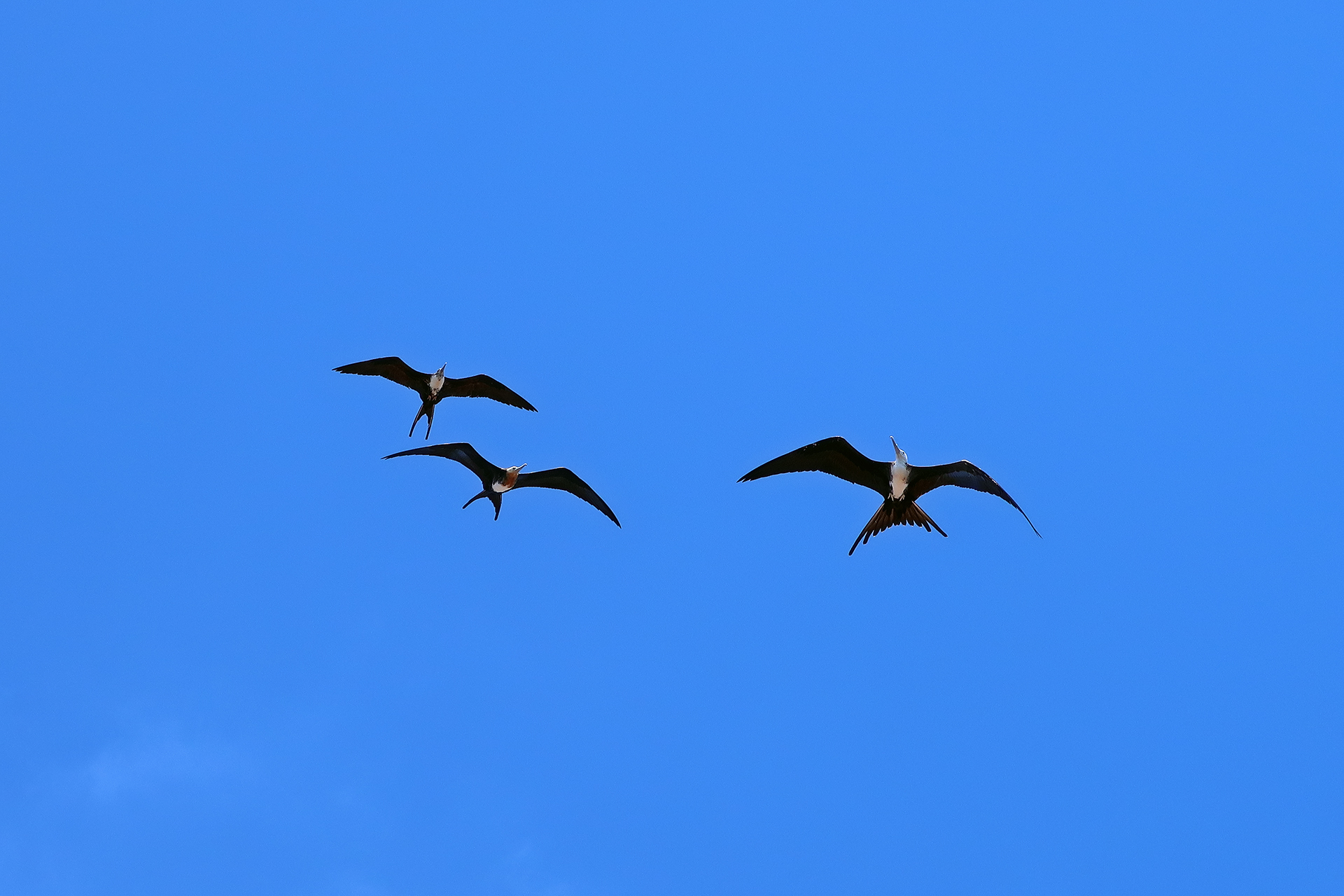 Fregattvögel Fregattvögel