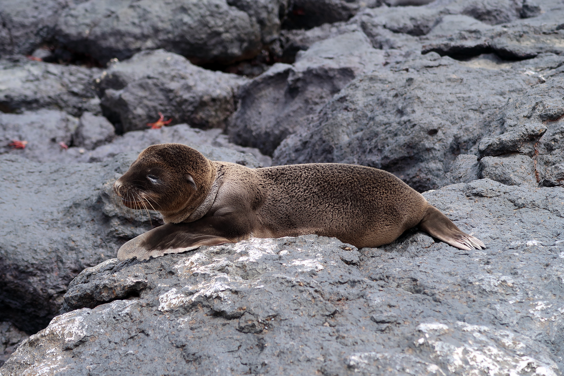 Baby Galapagos-Seelöwe Baby Galapagos-Seelöwe
