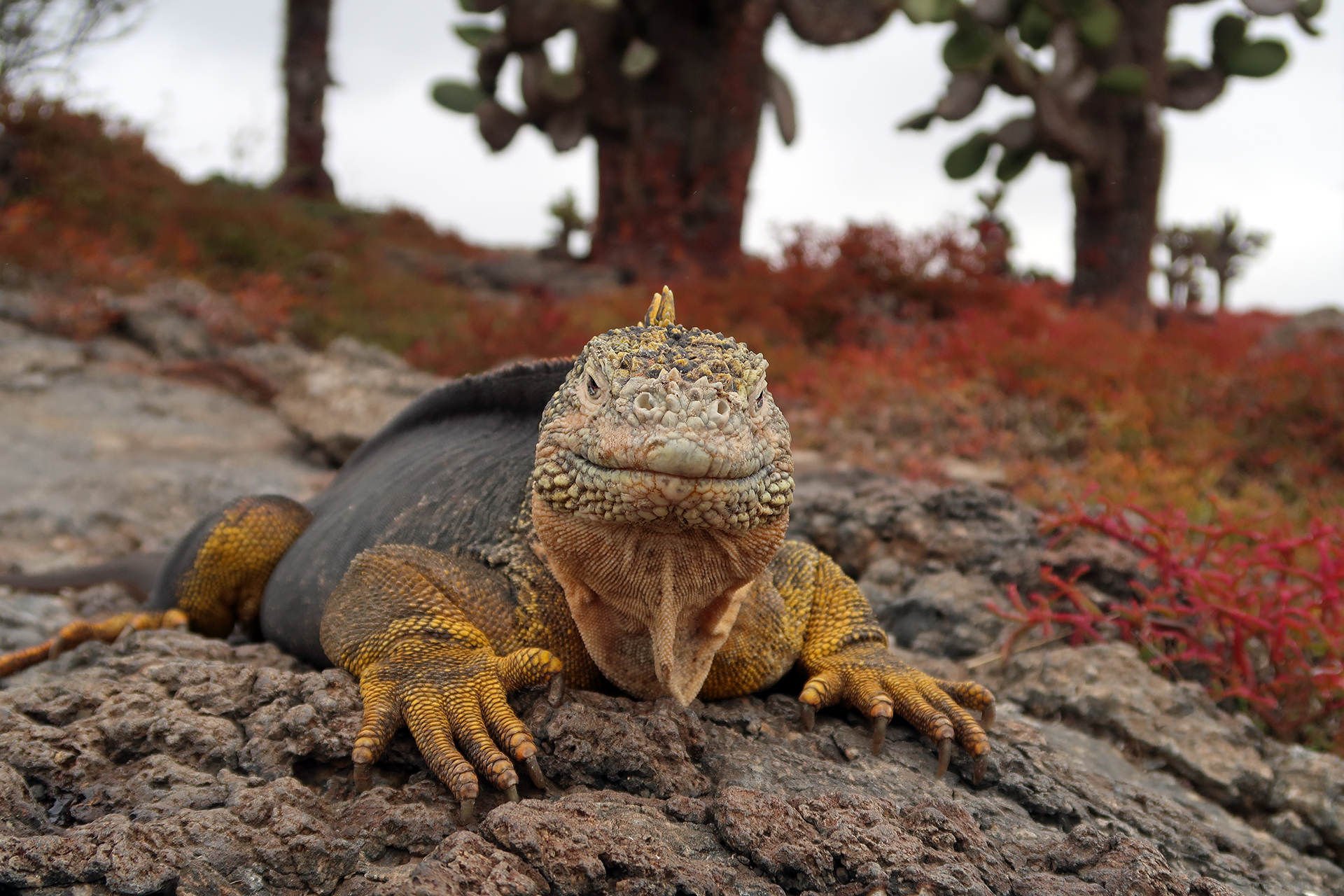 Galapagos-Landleguan Galapagos-Landleguan
