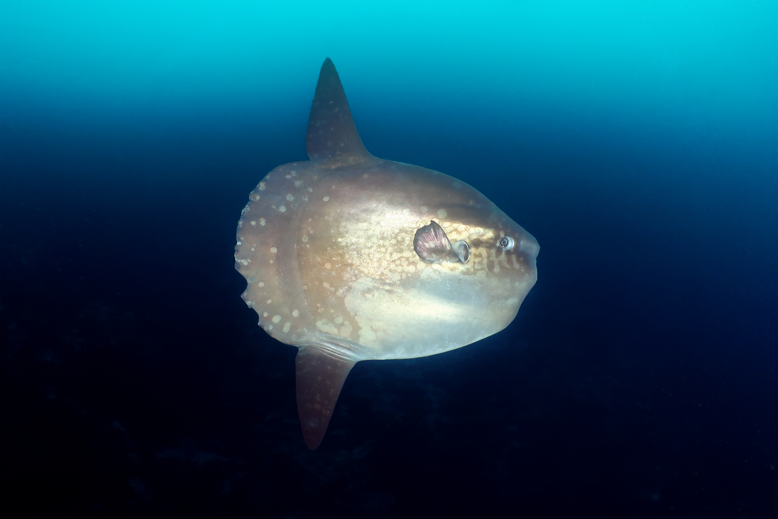 Mola Alexandrini Mola Alexandrini