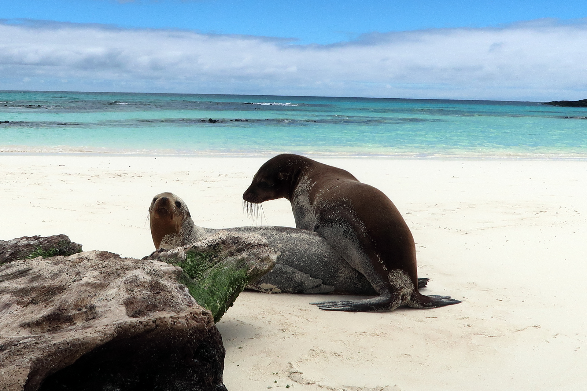 Galapagos-Seelöwen Galapagos-Seelöwen