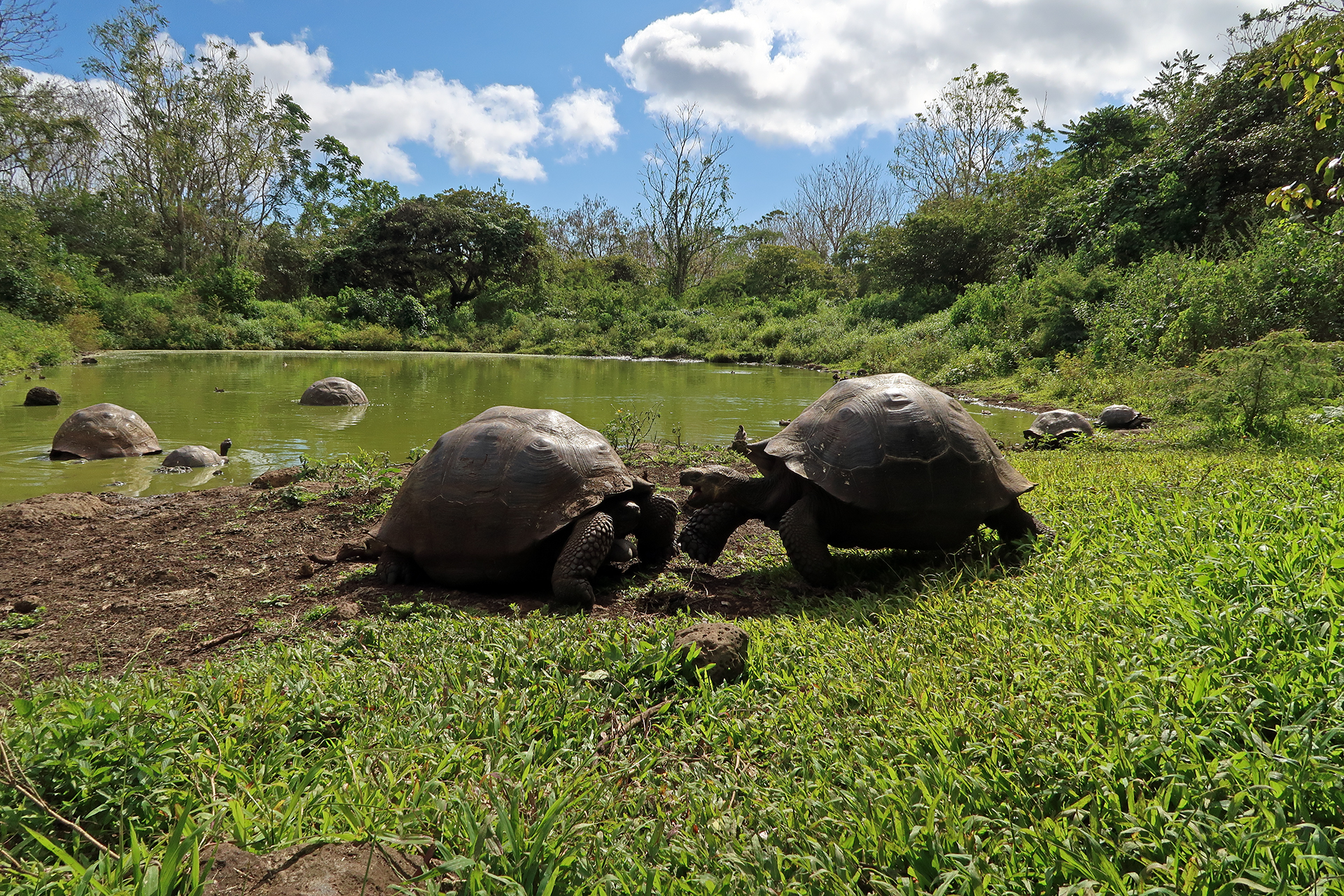 Santa-Cruz-Riesenschildkröten Santa-Cruz-Riesenschildkröten
