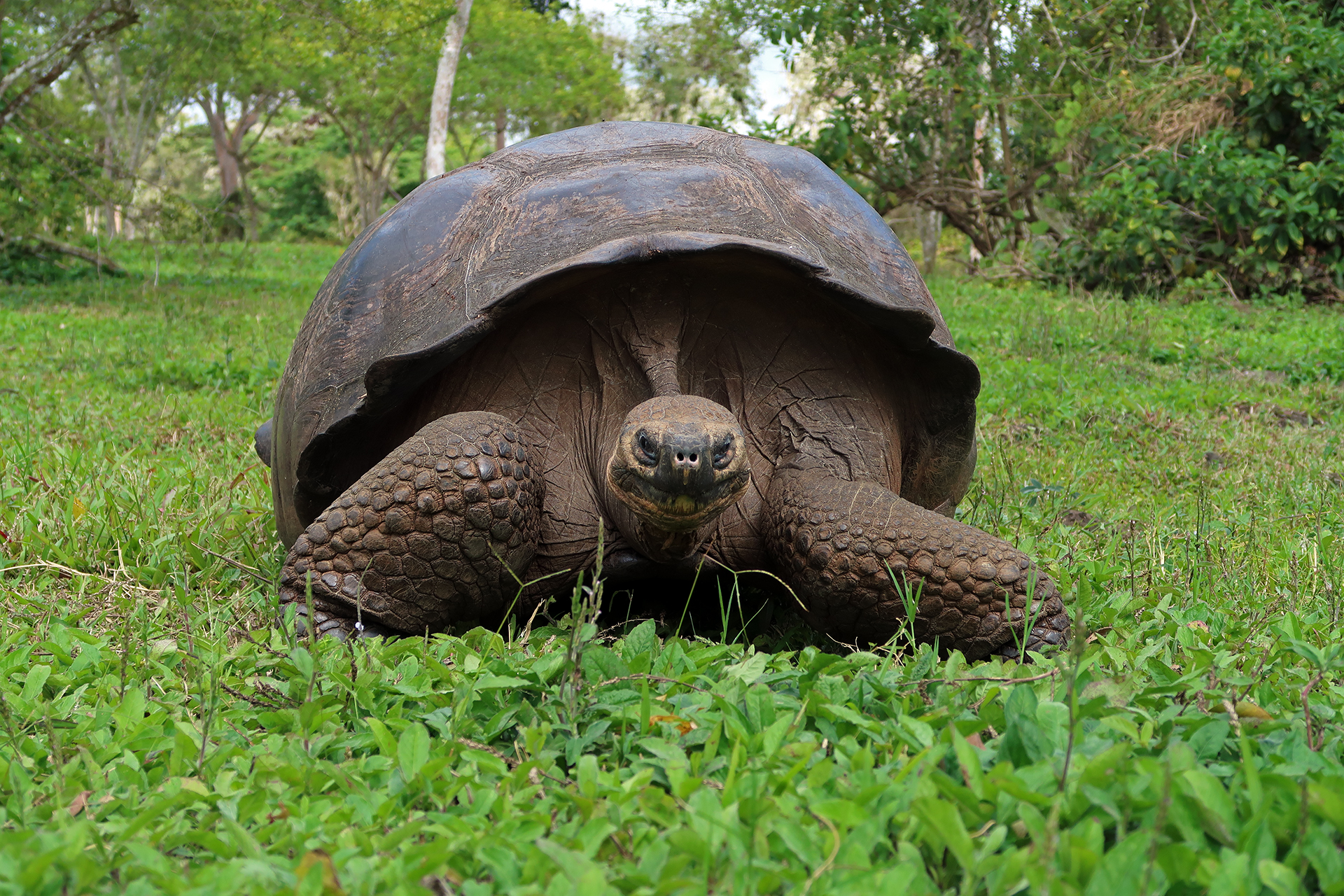 Santa-Cruz-Riesenschildkröte